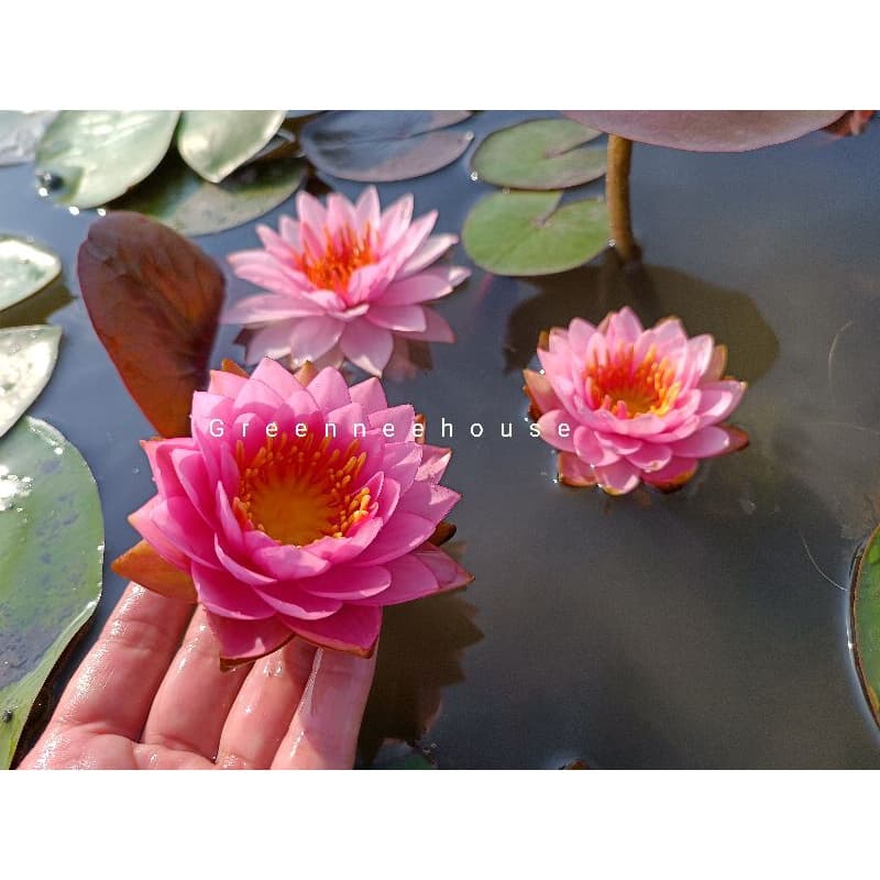 บัวฝรั่งชื่อโรส ควอตซ์ Watterlily ดอกมีความซ้อนกลมชมพูหวานน่ารัก รูปที่ 2