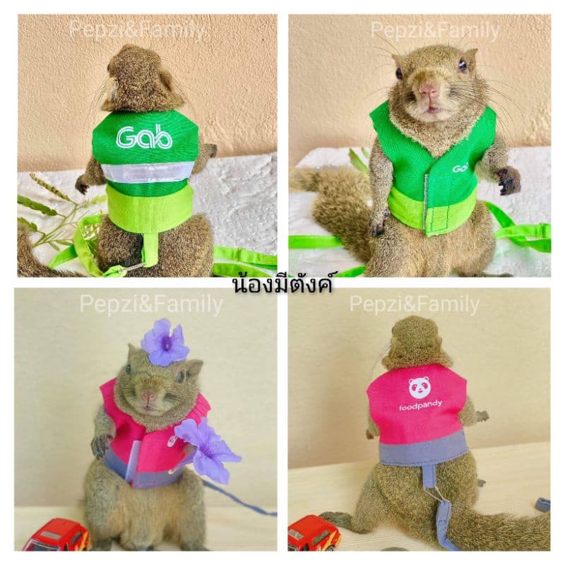 ถูกที่สุด​ เสื้อ​พร้อม​สาย​จูง​กระรอก ]] เสื้อพร้อมสายจูง กระรอก รูปที่ 4