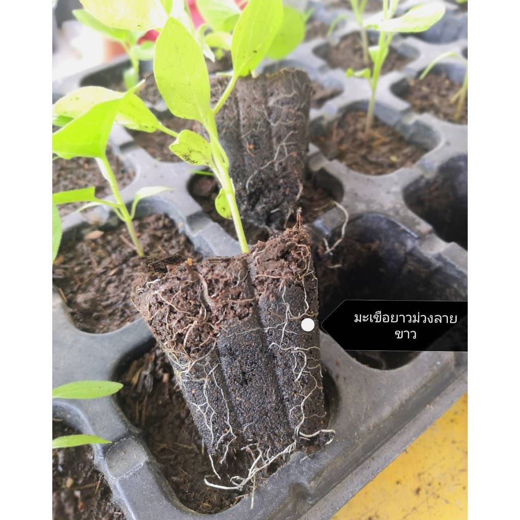 มูลไส้เดือน ร่อนสดใหม่ ทุกถุง vermicompost ขนาด 1 กก. kg รูปที่ 6