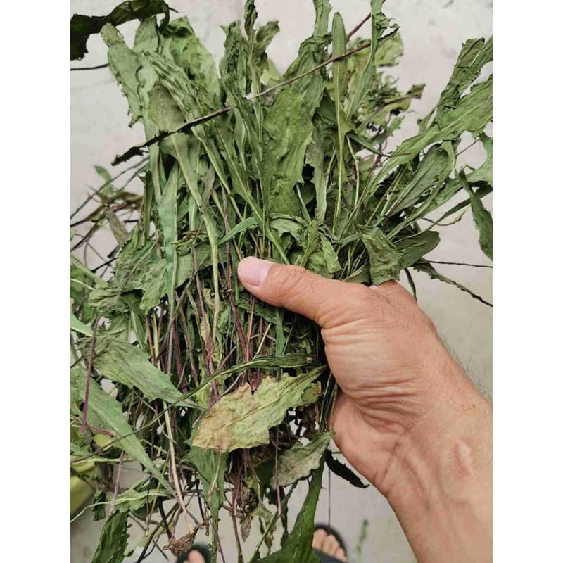 ต้นแดนดิไลออน Dandelion สำหรับสัตว์เลี้ยง รูปที่ 1