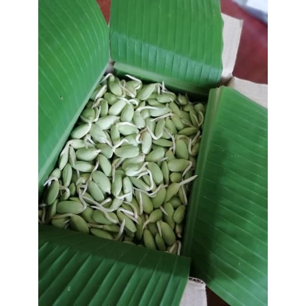 หน่อเหรียง เม็ดเหรียงเพาะ ลูกเหรียง หน่อเหรียงสดเพาะใหม่ก่อนส่ง 250กรัม กรุณาอ่านรายละเอียดก่อนสั่งสินค้าค่ะ รูปที่ 1