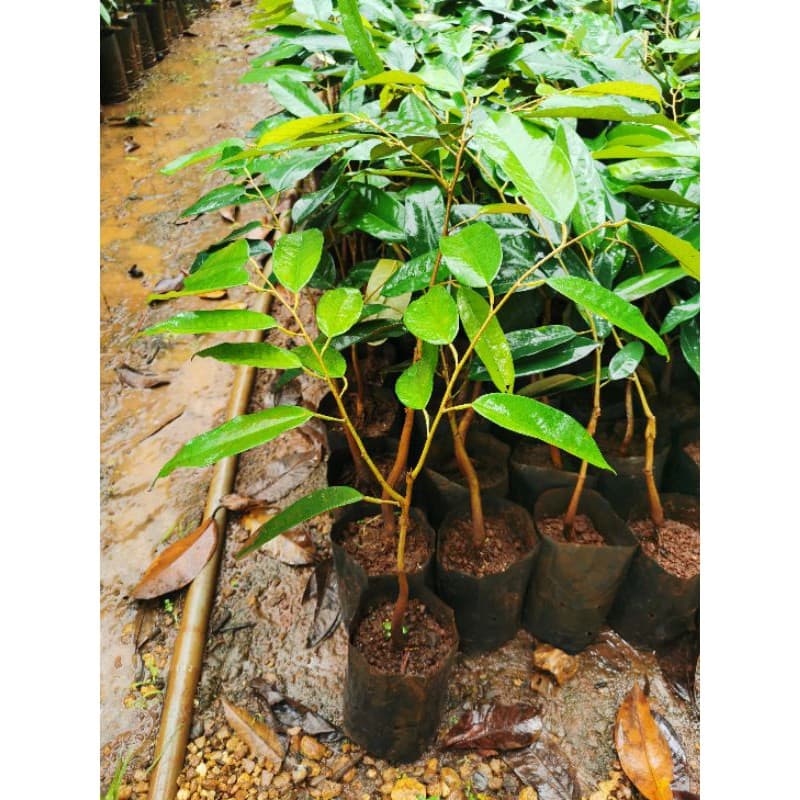 ต้นทุเรียนหมอ​นทองเสียบยอดความสูง​ประมาณ​40-50​ซม​ รูปที่ 2