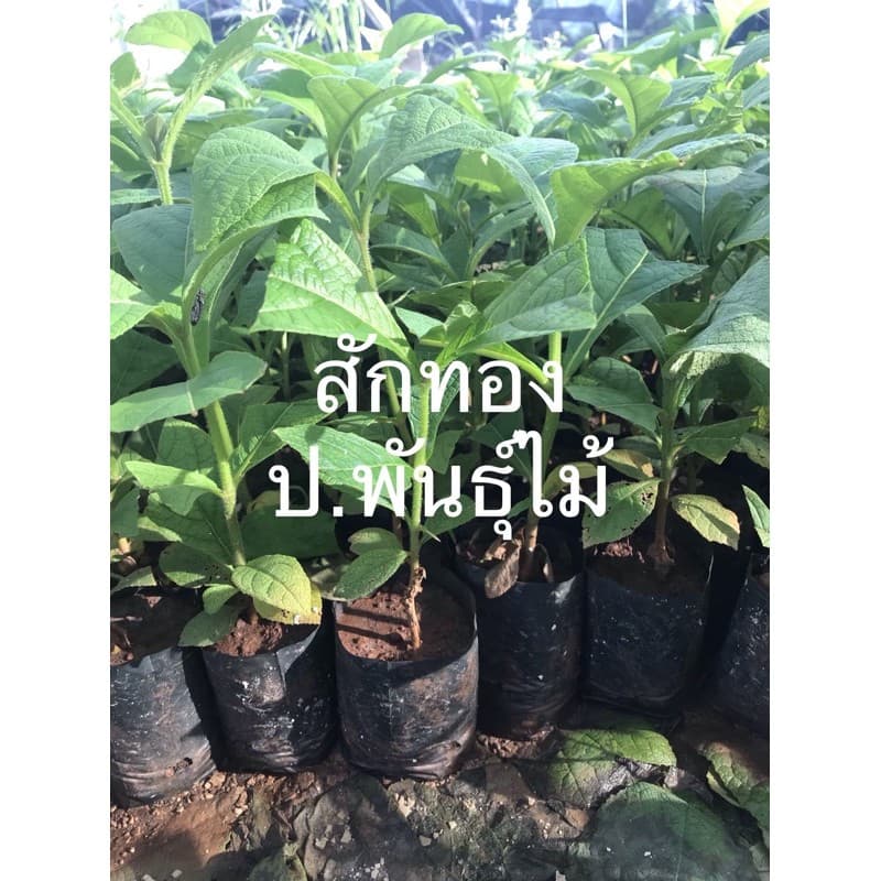 กล้าสักทอง ต้นสัก สูง15-20เซน ‼หากเสียหายเครมฟรี ไม่มีค่าใช้จ่าย‼ รูปที่ 2