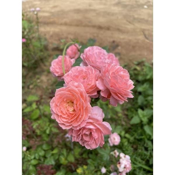 กุหลาบเลื้อยโรแมนติก สวยมาก รูปที่ 2
