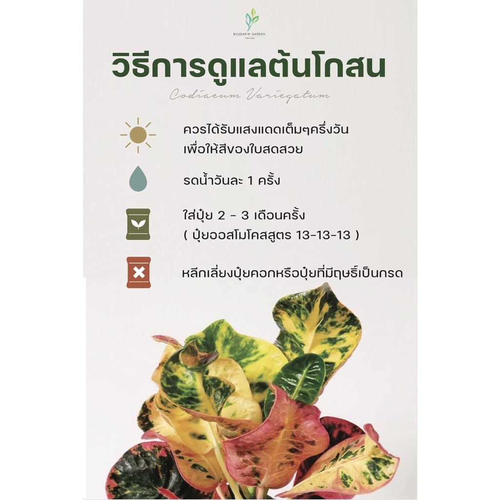 ต้นโกสนพันธุ์ สายรุ้งสยาม ไซส์ใหญ่ กระถาง 8" สูง 30-40 เซนติเมตร ซื้อ 10 แถม 1 รูปที่ 4