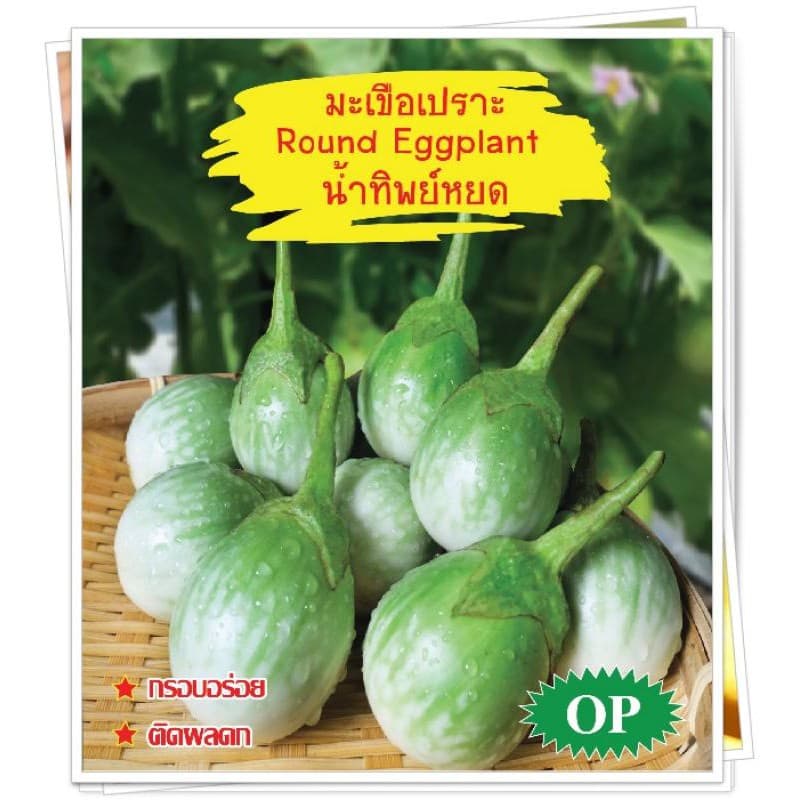 เมล็ดมะเขือเปราะน้ำทิพย์หยด Roung Eggplant เมล็ดมะเขือเปราะ เมล็ดพันธุ์มะเขือเปราะ มะเขือเปราะ เมล็ดมะเขือหยดน้ำ ตราภูเข รูปที่ 3