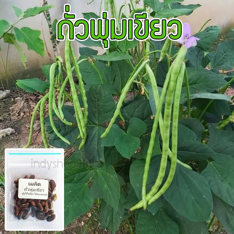 เมล็ดพันธุ์ ถั่วฝักยาวเตี้ยไร้ค้าง ถั่วพุ่ม 150 เมล็ด ปลูกง่าย ชอบแดด ดูแลง่าย เหมาะกับมือใหม่ รูปที่ 2