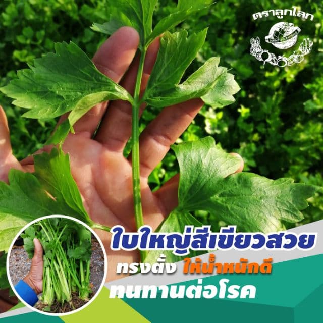 ขึ้นฉ่าย ~ 100,000 เมล็ด 65 กรัม ​ #คึ่นฉ่าย #คึ่นช่าย #ขึ้นช่าย #คื่นฉ่าย รูปที่ 3