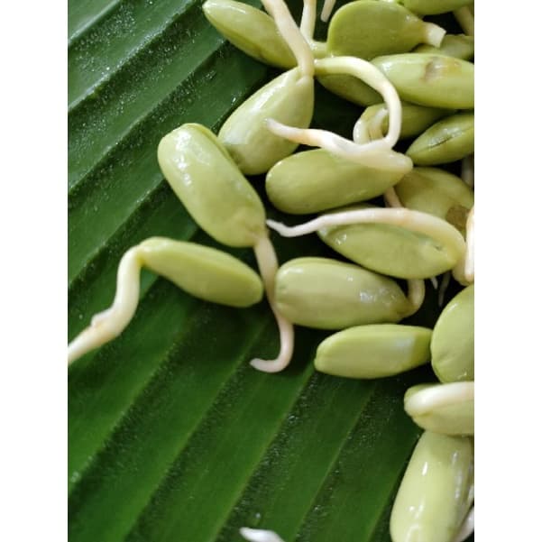 หน่อเหรียง เม็ดเหรียงเพาะ ลูกเหรียง หน่อเหรียงสดเพาะใหม่ก่อนส่ง 250กรัม กรุณาอ่านรายละเอียดก่อนสั่งสินค้าค่ะ รูปที่ 2
