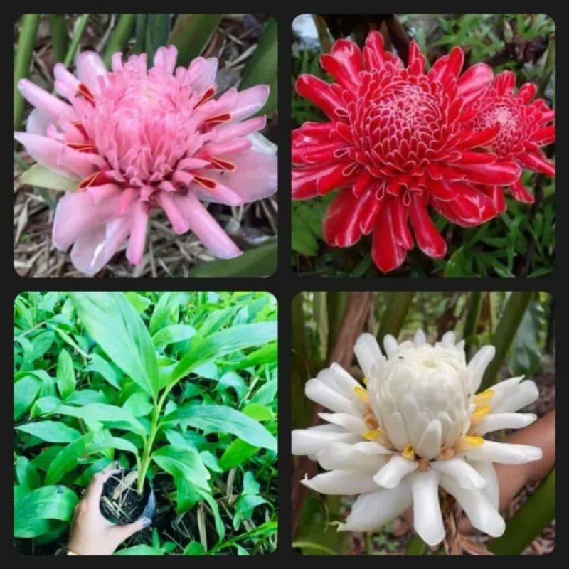 ดอกดาหลา1ชุดได้3สี3หน่อขนาดเล็กขุดสดส่งคละสีลุ้นแดง ชมพูขาว รูปที่ 1