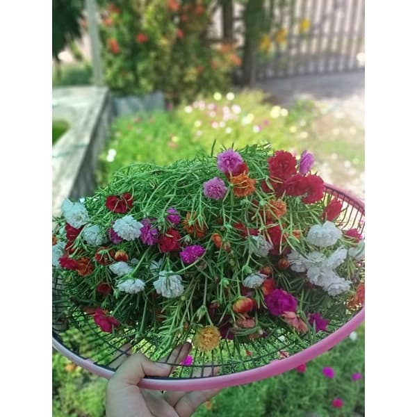 แพรเซี่ยงไฮ้ ดอกคุณนายตื่นสาย ดอกแพรเซี่ยงไฮ้ รูปที่ 8