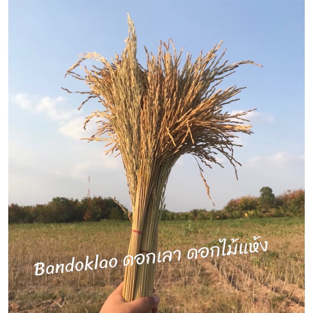 รวงข้าว รวงข้าวจริงตากแห้ง รวงข้าวย้อมสี หญ้าแห้ง หญ้าย้อมสี รูปที่ 1
