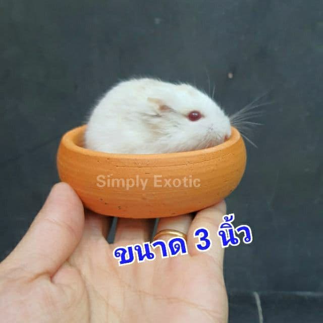 ถ้วยชามดินเผา ชามดินเผาใส่น้ำใส่อาหารสัตว์ รบกวนอ่านรายละเอียดก่อนสั่ง รูปที่ 5