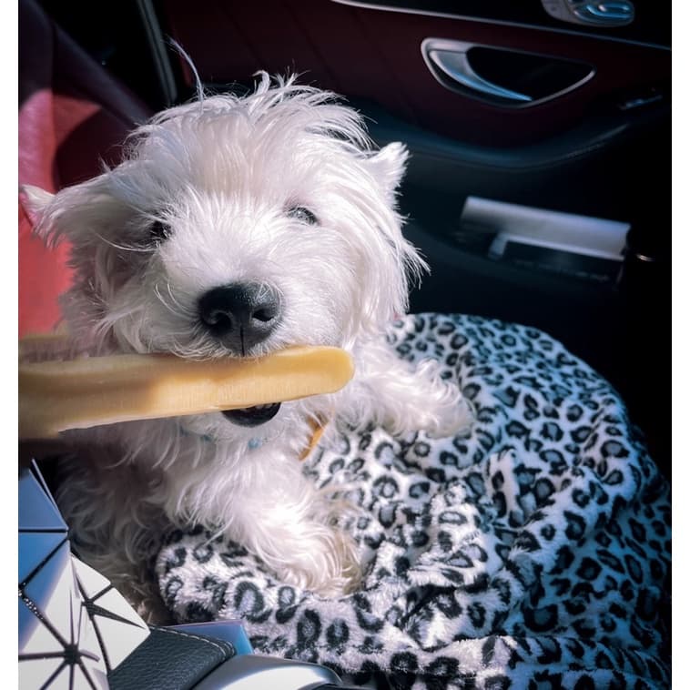 ชีสนมจามรี SWEET WOOF ชีสแท่งขัดฟัน ขนมหมา ชีสแท้ รูปที่ 6