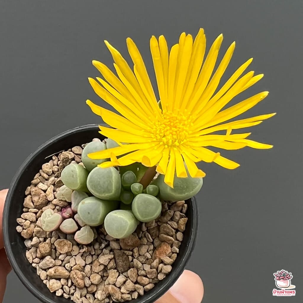 Fenestraria Aurantiaca ไม้อวบน้ำ กุหลาบหิน Cactus&Succulent หลากหลายสายพันธุ์ รูปที่ 7