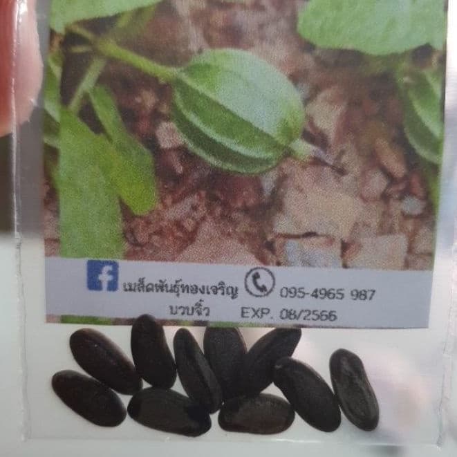 บวบจิ๋วมะนอยถูกที่สุด10บ.เมล็ดพันธุ์บวบจิ๋วมะนอย 10 เมล็ดปลูกง่ายลูกดกมากทานอร่อย รูปที่ 3