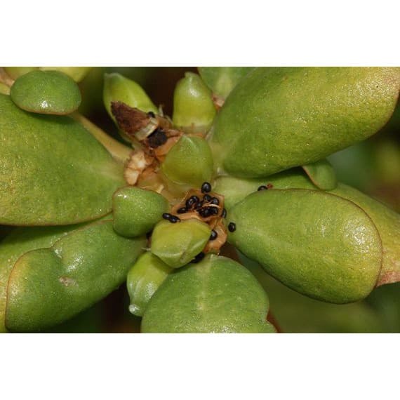 300 เมล็ด ผักเบี้ยใหญ่ Portulaca oleracea ผักอีหลู ผักตาโค้ง ผักเบี้ยดอกเหลือง ผักเบี้ยใหญ่ แดงสวรรค์ สมุนไพรไทย รูปที่ 4