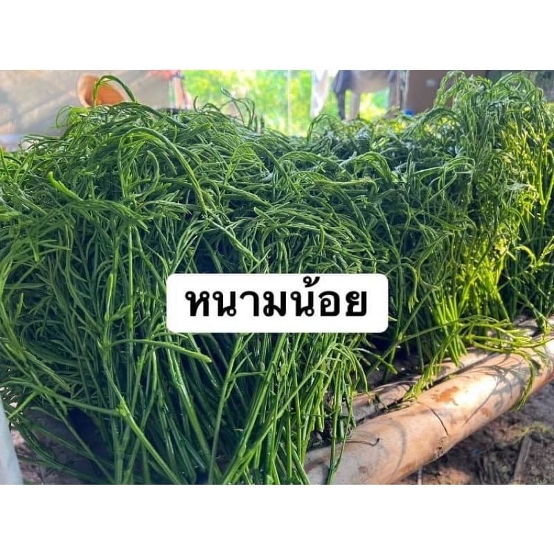 ชะอมกิ่งตอน มีรากพร้อมปลูก รูปที่ 3