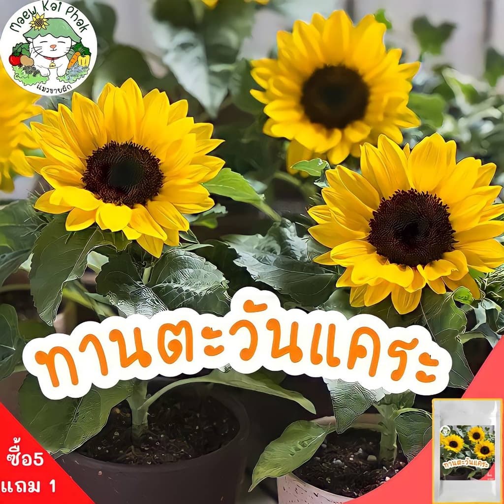 เมล็ดพันธุ์ รวมชุด ดอกไม้ ปลูกง่าย ดอกสวย ทานตะวันแคระ/เดซี่ขาว/คาโมมายล์/บานชื่น/กุหลาบเลื้อย/ฟอร์เก็ตมีน็อต รูปที่ 4