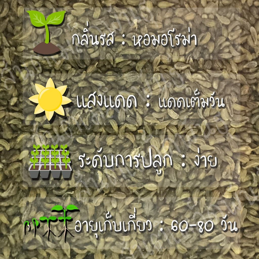 เมล็ดพันธุ์ พาร์สเลย์ มอสเคิร์ล 200 เมล็ด Moss Curled Parsley Seed เมล็ดพันธุ์แท้ นำเข้าจากต่างประเทศ ปลูกผัก สวนครัว รูปที่ 2