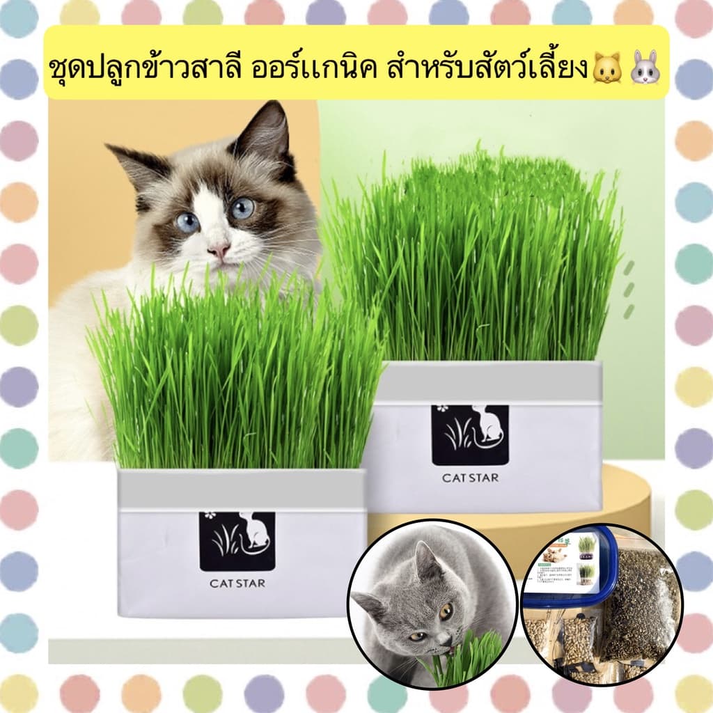 AL-380 ชุดปลูกข้าวสาลี ออร์เเกนิค สำหรับสัตว์เลี้ยง แมว กระต่าย ข้าวสาลีสำหรับสัตว์เลี้ยง รูปที่ 1