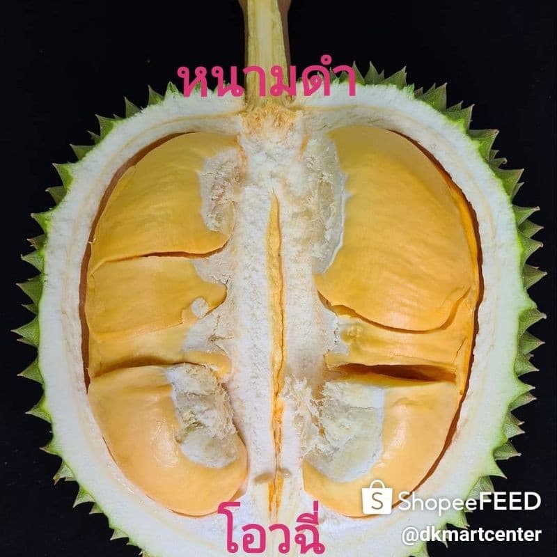 ต้นทุเรียน​พันธุ์,หนาม​ดํา,โอวฉี่,Blackthorn​ สายพันธุ์​แท้​พันธุ์​ยอดนิยมของมาเลเซีย​ ตลาดต้องการสูงราคาดีตลอดจ้า รูปที่ 2