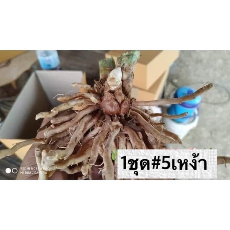 เหง้าหน่อไม้ฝรั่ง #ชุดละ5เหง้า รูปที่ 1