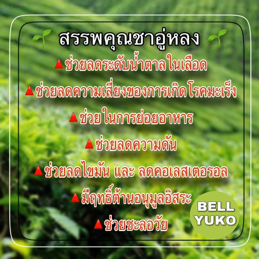ชาอู่หลงก้านอ่อนเบอร์ 12 ยอดชา จากดอยแม่สะลอง รูปที่ 4