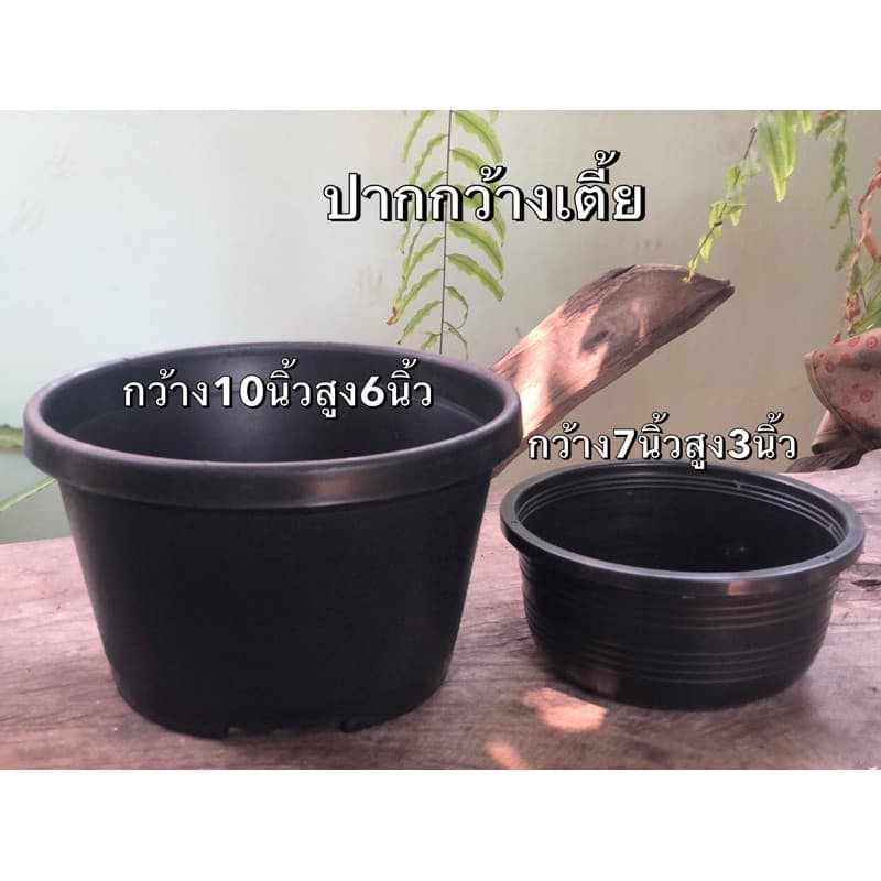 กระถางต้นไม้ สีดำ ปากกว้างเตี้ย ขนาด7นิ้ว 10นิ้ว รูปที่ 1