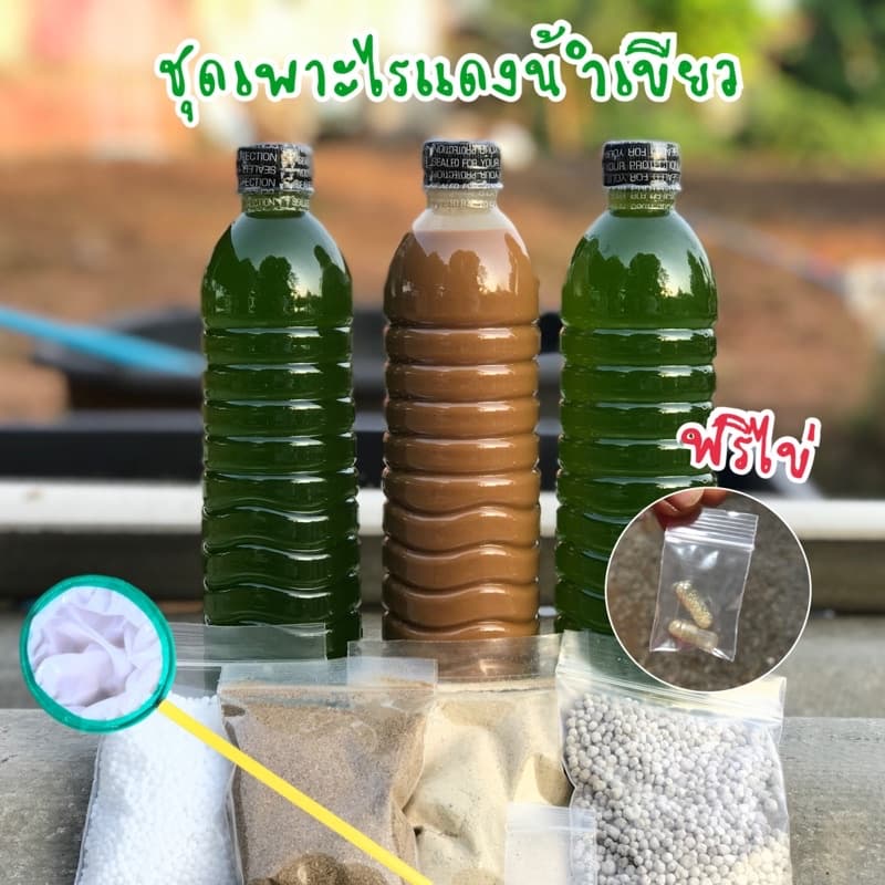 KPK ชุดเพาะไรแดง ชุดทำน้ำเขียว หัวเชื้อเข้มข้น ขยายเร็วเขียวไวไรแดงบูม รูปที่ 1