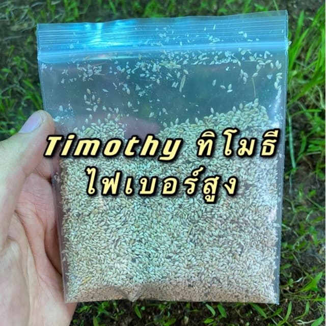 เมล็ดหญ้าทิโมธี Timothy อัลฟาฟ่า Alfalfa 30กรัม ปลูกหญ้าที่บ้านสำหรับให้เต่ากิน อาหารเต่าบก รูปที่ 1