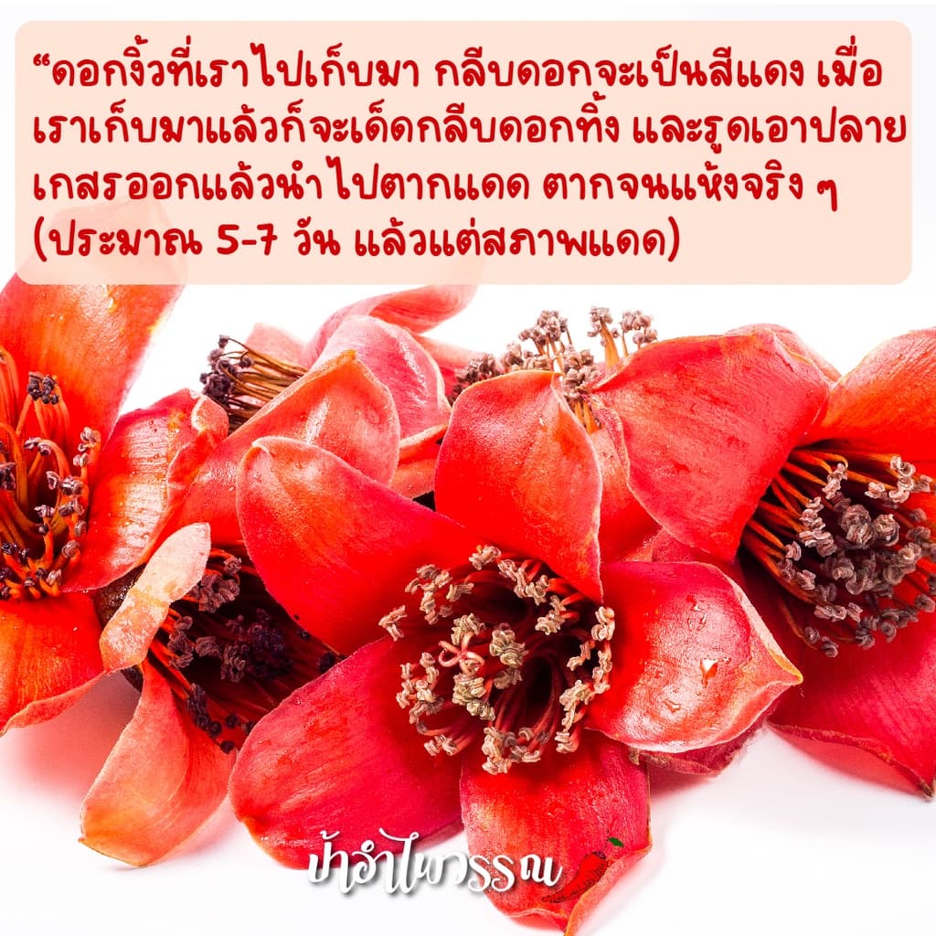 ป้าอำไพวรรณ ดอกงิ้วแห้ง รูปที่ 6
