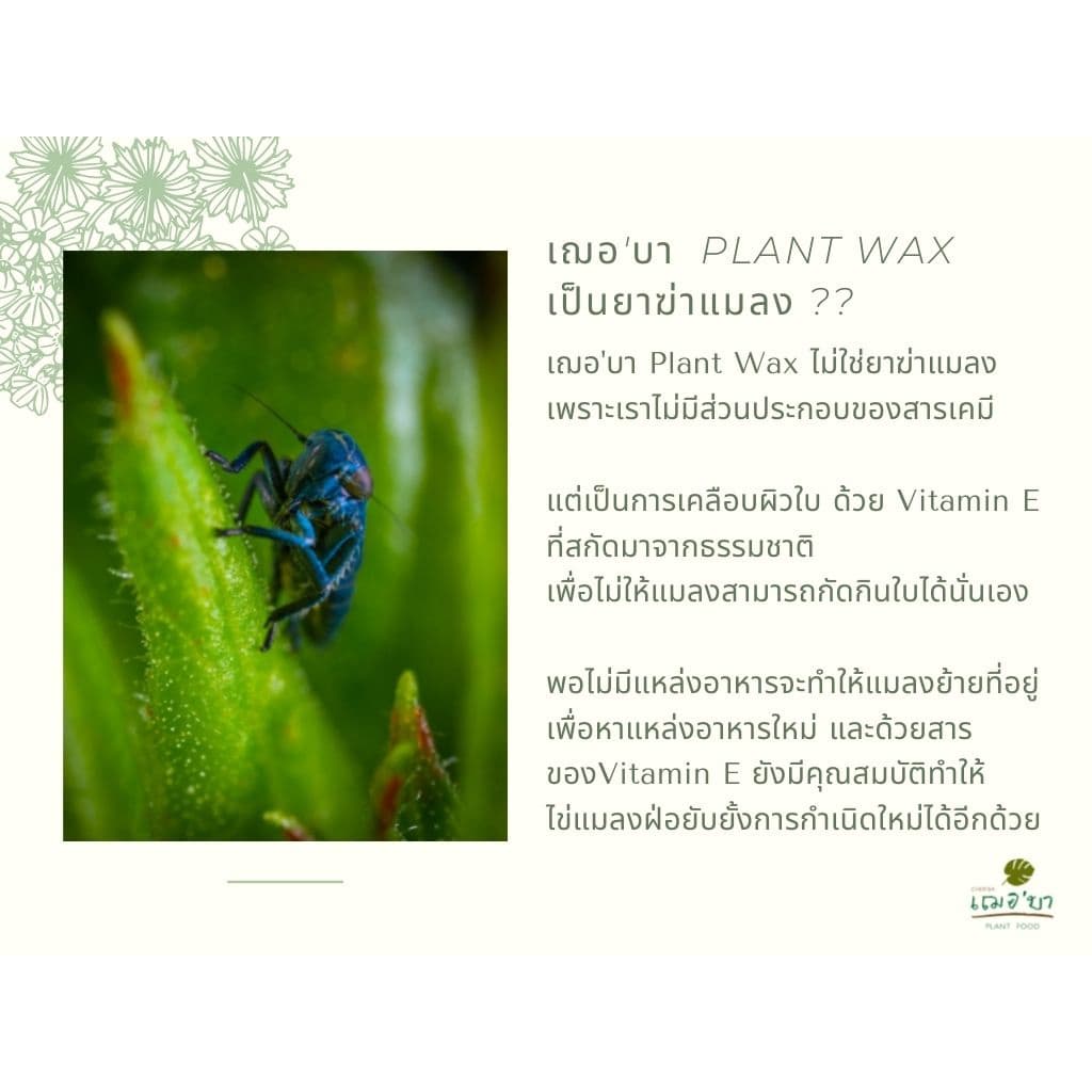 เฌอบา อาหารเสริมต้นไม้ เคลือบผิวใบ Wax ด้วยวิตามิน E สเปรย์บำรุงใบ สเปรย์บำรุงต้นไม้ อาหารพืช 450 ML รูปที่ 7