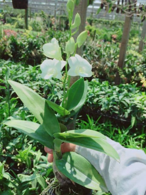 กล้วยไม้ สกุลหวาย หวายนิ้ว คละสี รูปที่ 6