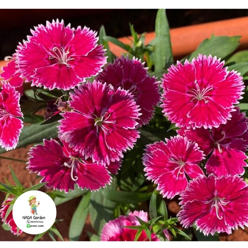 เมล็ดดอกผีเสื้อ Dianthus คละสี 200เมล็ด เมล็ดพันธุ์OPแท้ รูปที่ 6