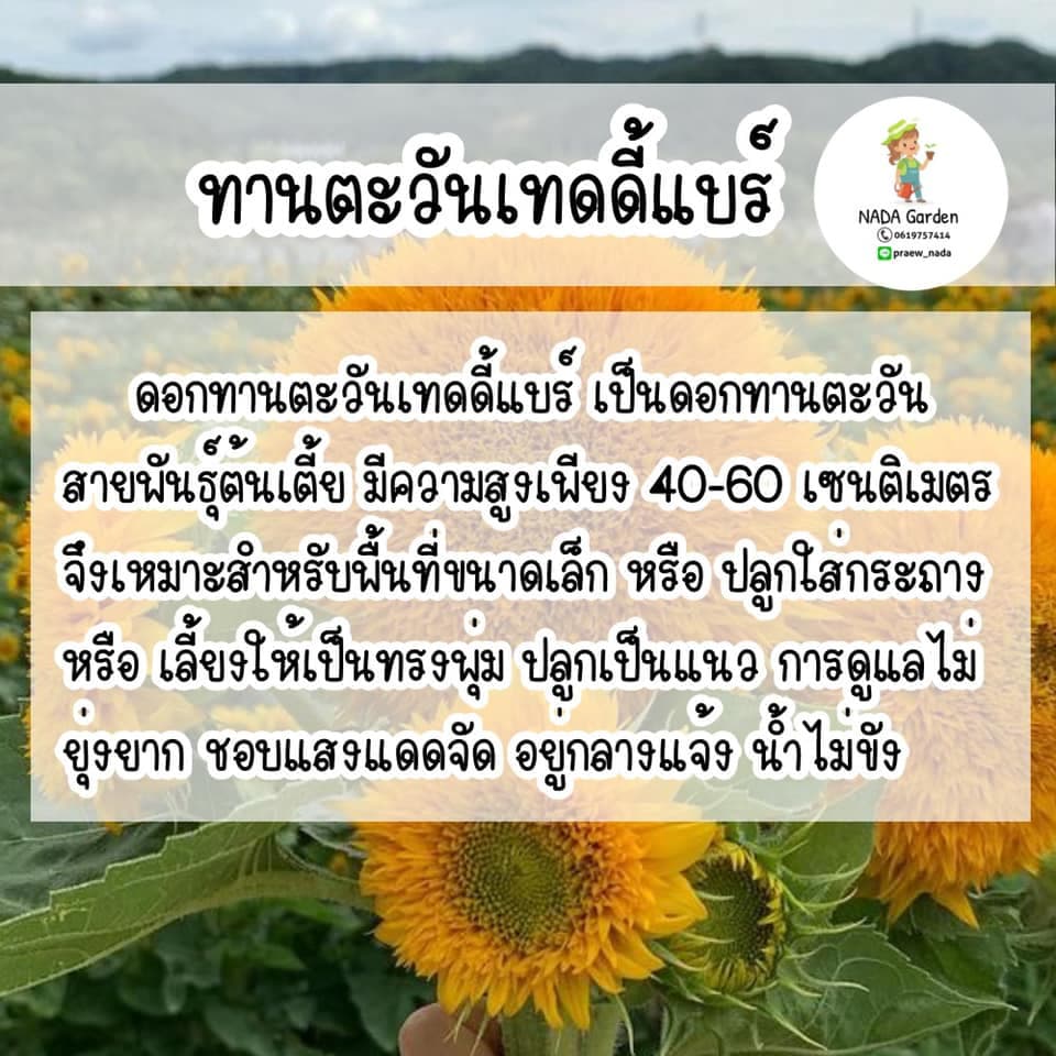 เมล็ดพันธุ์ ทานตะวันเทดดี้เเบร์ 50เมล็ด รูปที่ 3