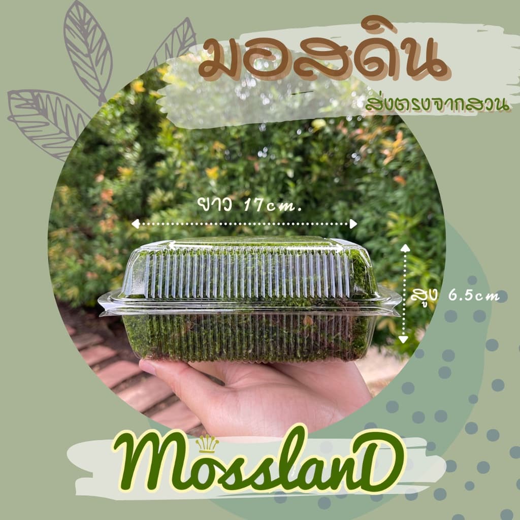 มอสดิน แบบกล่อง สดใหม่ให้เยอะ รีวิวดี ส่งตรงจากสวน มอสจัดสวน มอสสด มอส รูปที่ 3