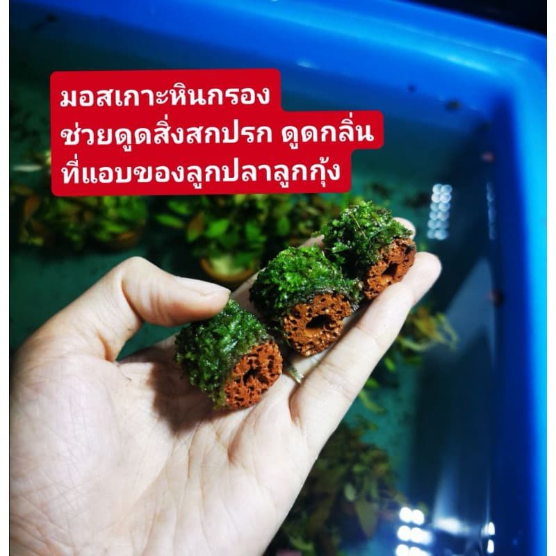 มอสเกาะหินส้ม​ ช่วยกรองน้ำเสีย​ แต่ง​ตู้ปลา​ รูปที่ 1