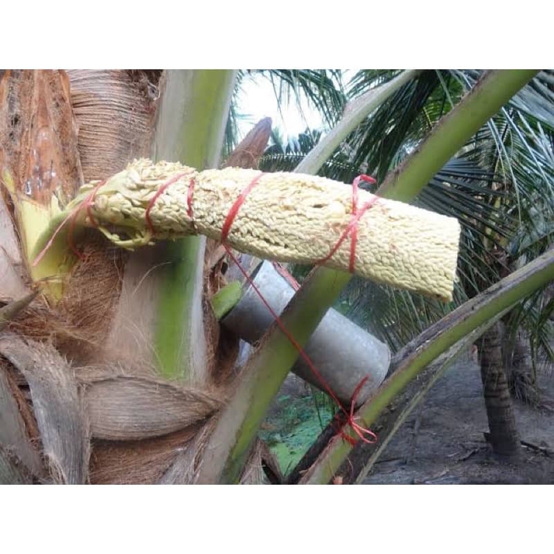 น้ำตาลดอกมะพร้าวแท้ 100% จากสวนอัมพวา HOME MADE น้ำตาลปี๊บ น้ำตาลมะพร้าว ORGANIC รูปที่ 7