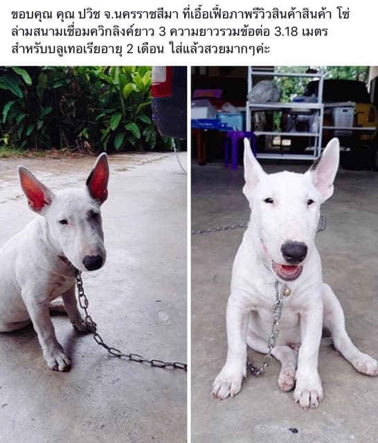 โซ่ล่ามสุนัข สแตนเลสแท้304โดนน้ำได้ไม่ขึ้นสนิมไม่มีขาด‼ขนาด 2-4 มิล โซ่หมา โซ่สุนัข โซ่จูง ใช้ได้ในบ้านและนอกบ้าน รูปที่ 3