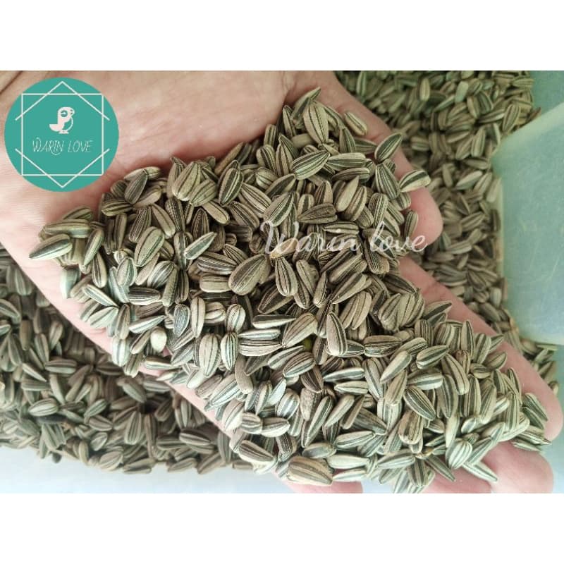 เมล็ดทานตะวันลายไทย 500g.,1 Kg.,3 Kg. อาหารนก บำรุงนก เสริมสำหรับนก และ สัตว์ฟันแทะ หนู นก ชูก้า รูปที่ 4