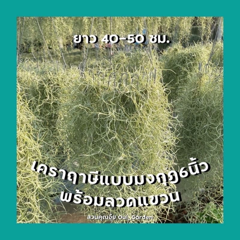 เคราฤาษี ใส่มงกุฎห่วง6และ10นิ้ว พร้อมลวดแขวน ยาว40-50 ซม. คัดดำ เคราสวยสุขภาพดี รูปที่ 1