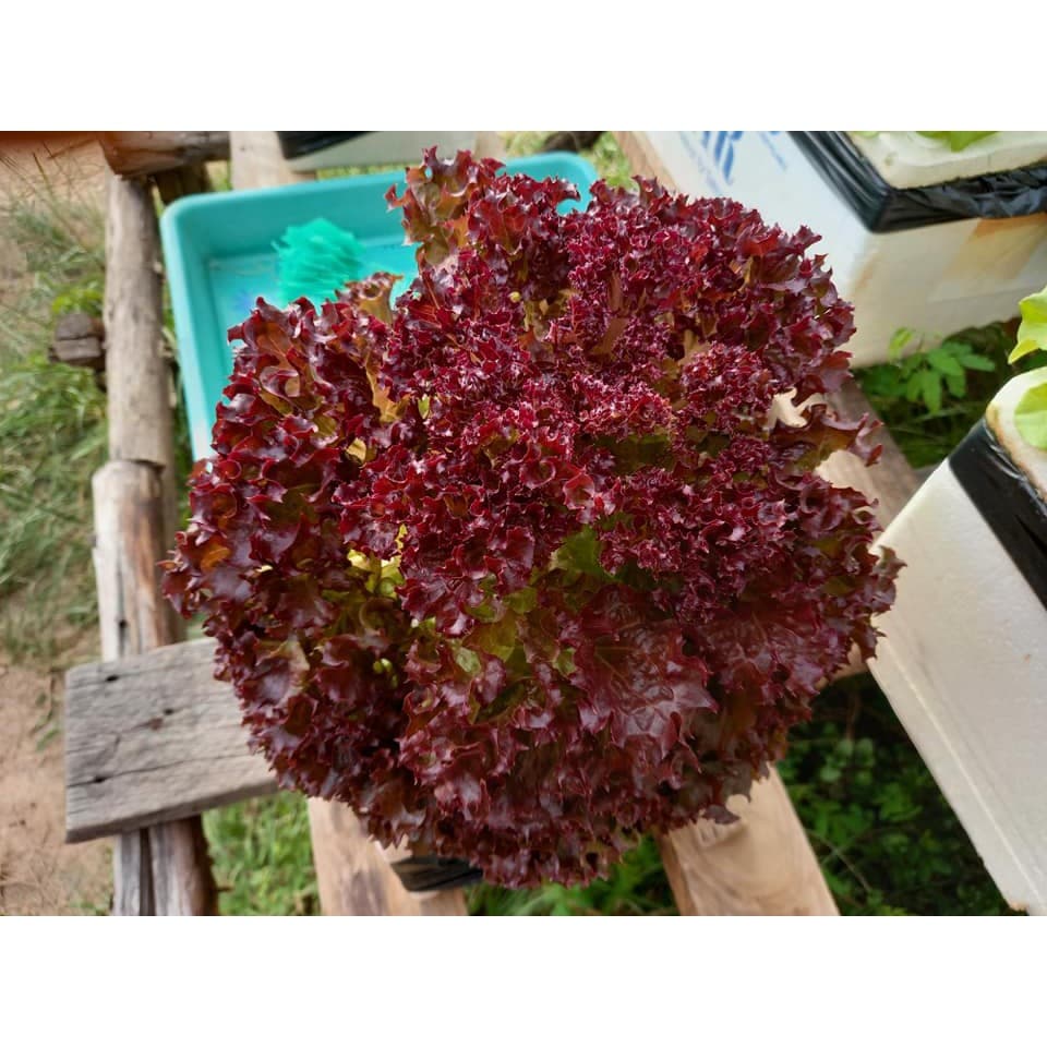 เมล็ดผักอินทรีย์ เมล็ดพันธุ์ผักสลัด เมล็ดผักสลัด 100-200 เมล็ด 10 บาท รูปที่ 7