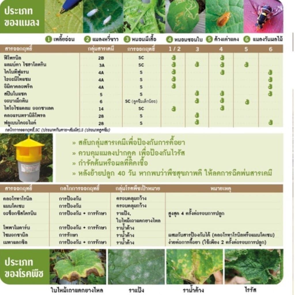 GGEW เมล็ดพันธุ์ซฟ แฟงหอม ฟักหอม แป้นหอมนวล 80 เมล็ด ตราศรแดง Wax Gourd รูปที่ 5