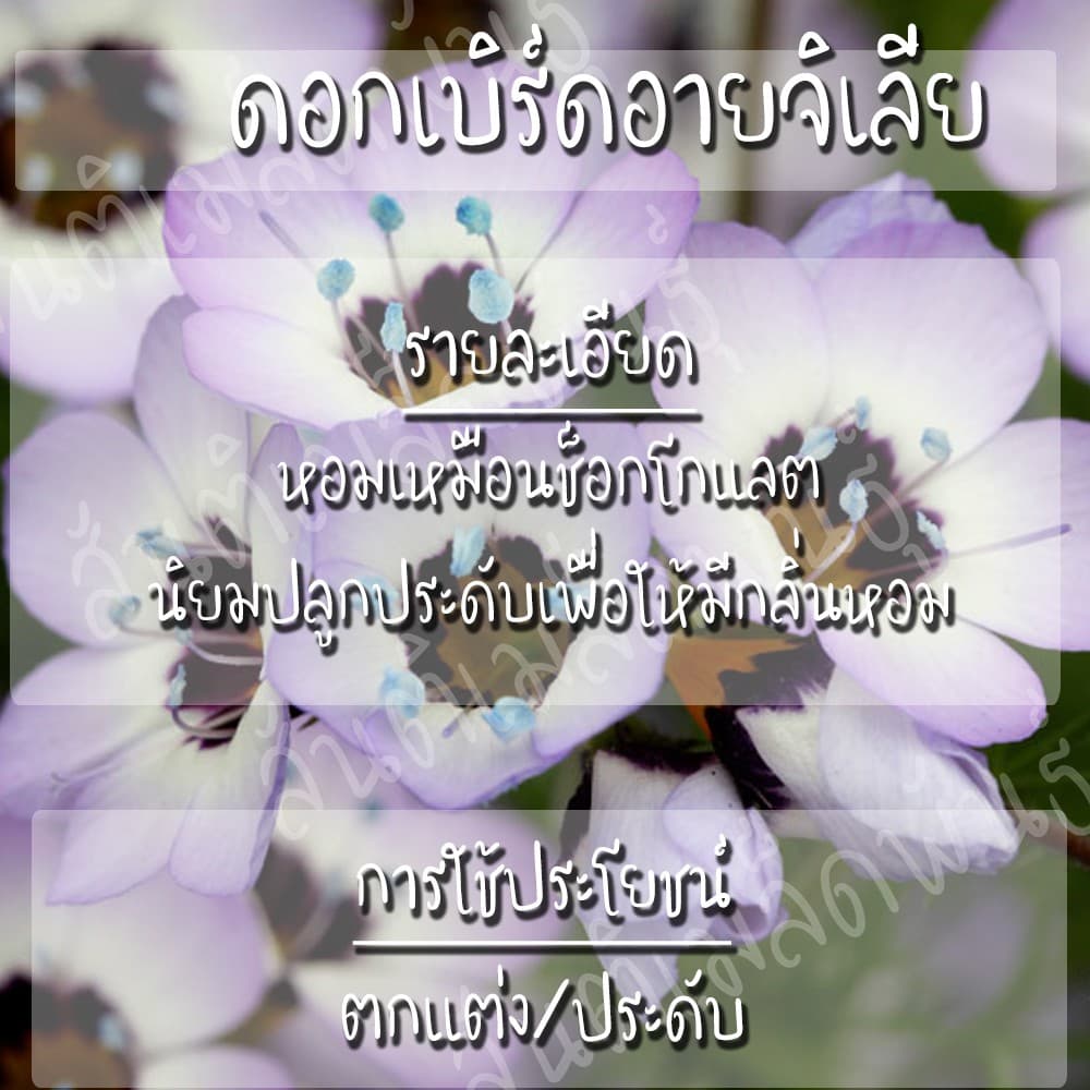 เมล็ดพันธุ์ ดอกเบิร์ดอายจิเลีย กลิ่นหอม 100 เมล็ด Bird's Eyes เมล็ดพันธุ์แท้100% นำเข้าจากต่างประเทศ ดี รูปที่ 3