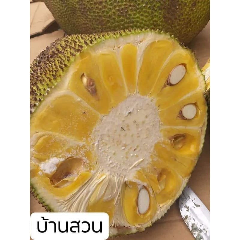 ต้นขนุน พันธุ์เพชรราชา ต้นทาบกิ่ง สูง 90-100 ซม. รูปที่ 6