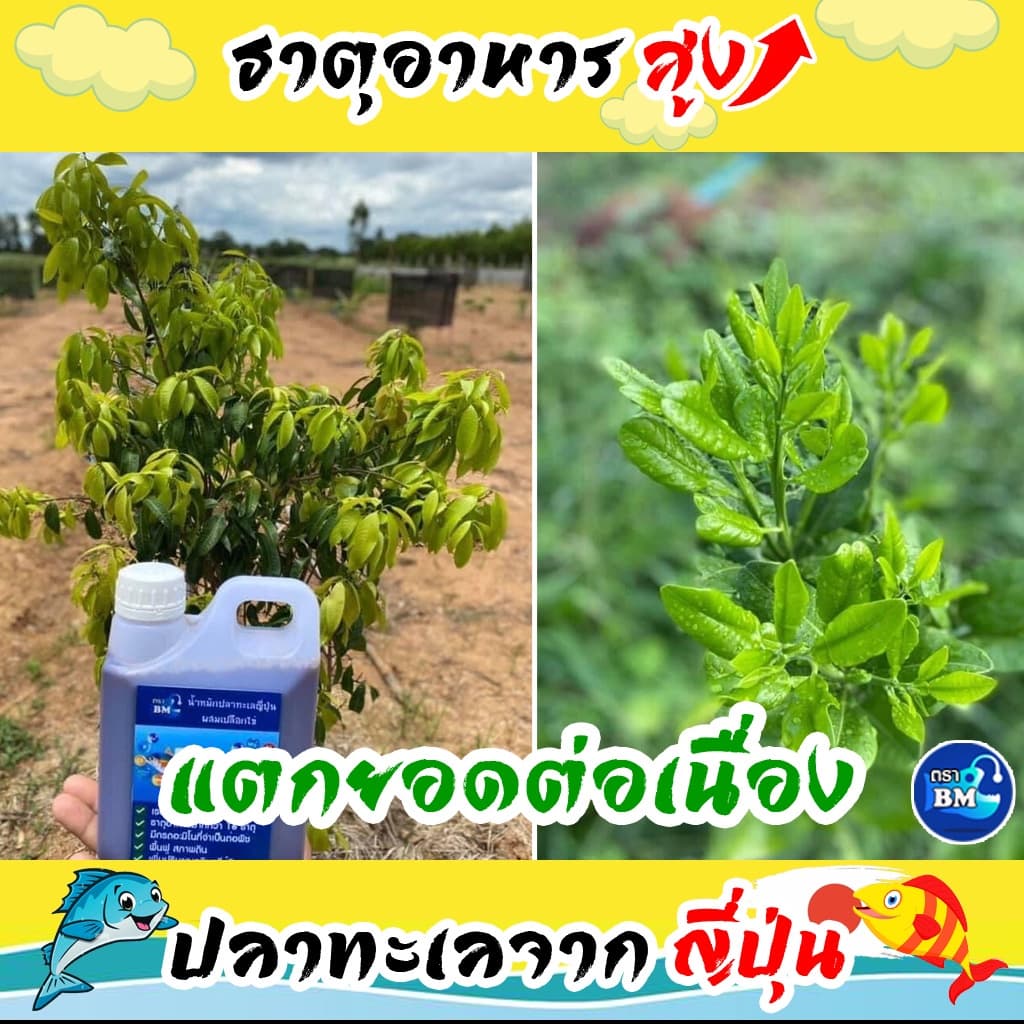 น้ำหมักปลาทะเล จากญี่ปุ่นผสมเปลือกไข่ ช่วยไล่แมลง รูปที่ 6