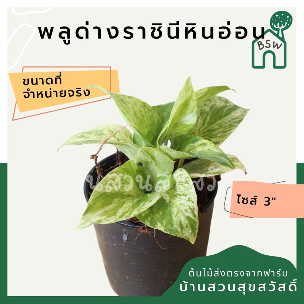 พลูด่างราชินีหินอ่อน กระถาง 3 นิ้ว มาในกระถางพร้อมตั้ง รูปที่ 1