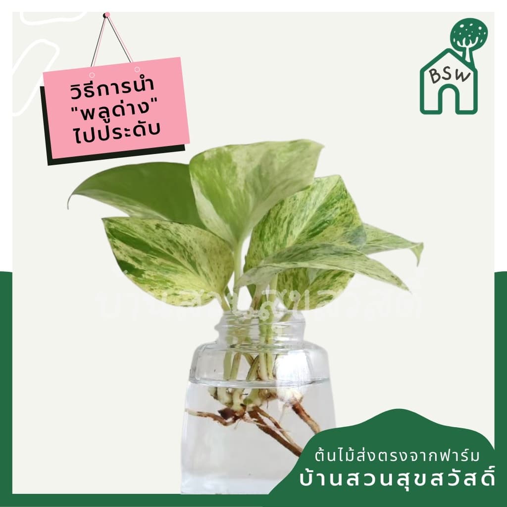 พลูด่างราชินีหินอ่อน กระถาง 3 นิ้ว มาในกระถางพร้อมตั้ง รูปที่ 3