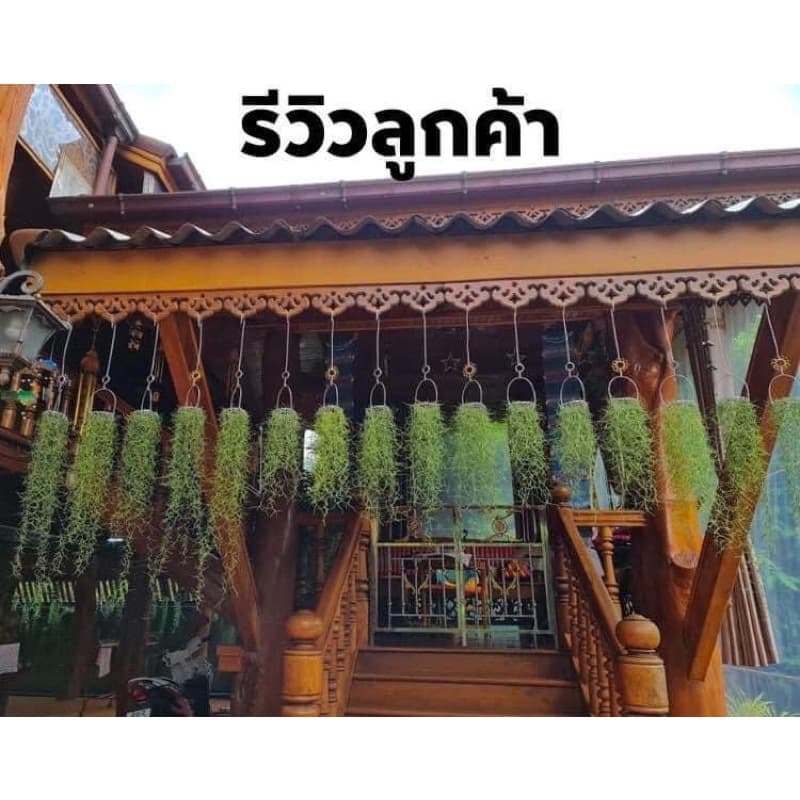 เคราฤาษี ลวดอลูมิเนียม ร้อยหนวดฤาษี 3 นิ้ว,5นิ้ว,8นิ้ว,ทิล+เครา,ม่านเครา รูปที่ 2